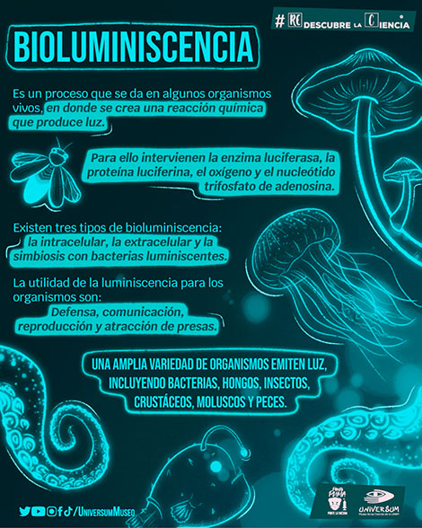 Bioluminiscencia-infografía