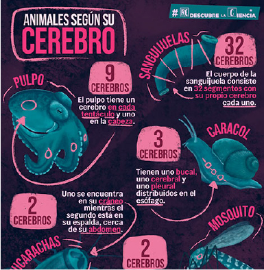 Corazones-infografía