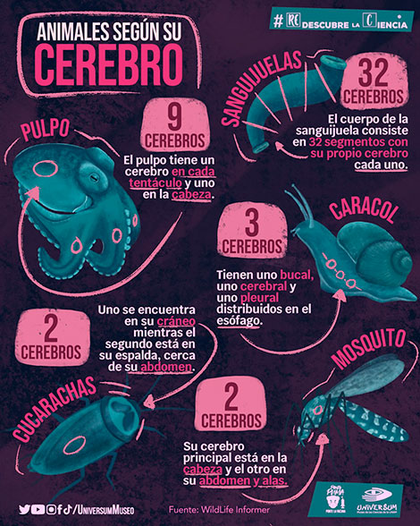 Corazones-infografía